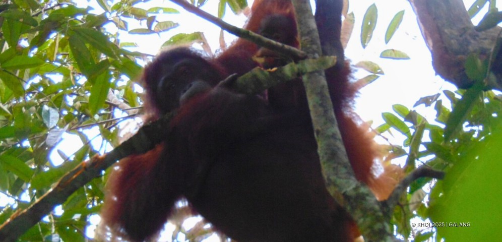 RHOI_Sayang dan Bayi by Galang_Web