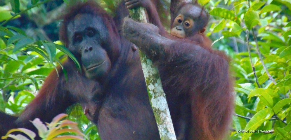 RHOI_Lesan dan Bayi by Galang (2)_Web