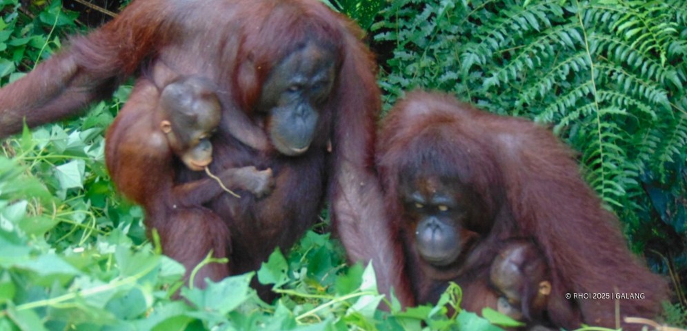 RHOI_Sayang, Lesan, bayi by Galang_Web