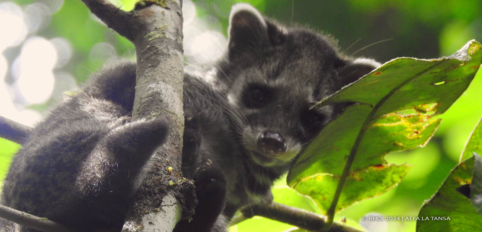 MUSANG TENGGALUNG (VIVERRA TANGALUNGA)