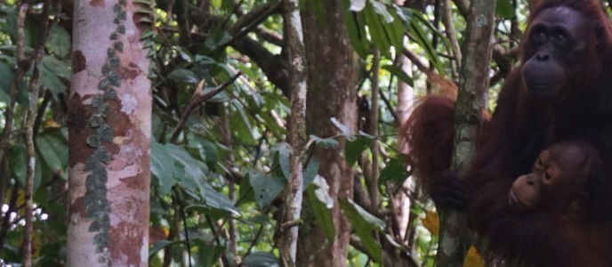 About Orangutan Habitat