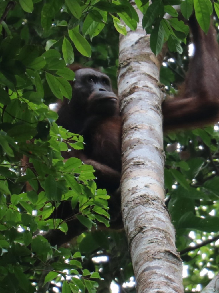 Restorasi Habitat Orangutan Indonesia (RHOI)