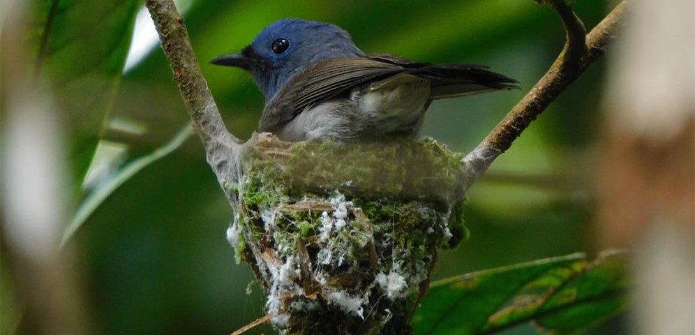 Malaysian blue flycatcher or Cyornis turcosus (Photo credit: Abi)