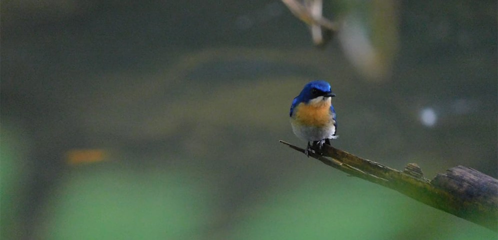 Malaysian blue flycatcher or Cyornis turcosus (Photo credit: Rustam)