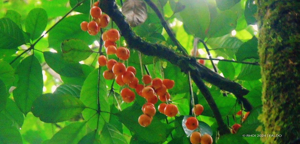 Hutan Dipterokarpa (Kredit foto: Faldo)