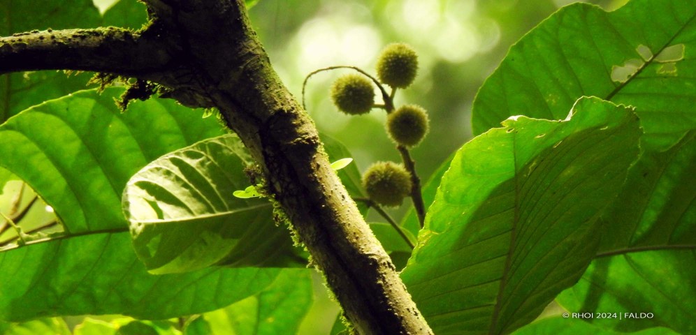 Hutan Dipterokarpa (Kredit foto: Faldo)