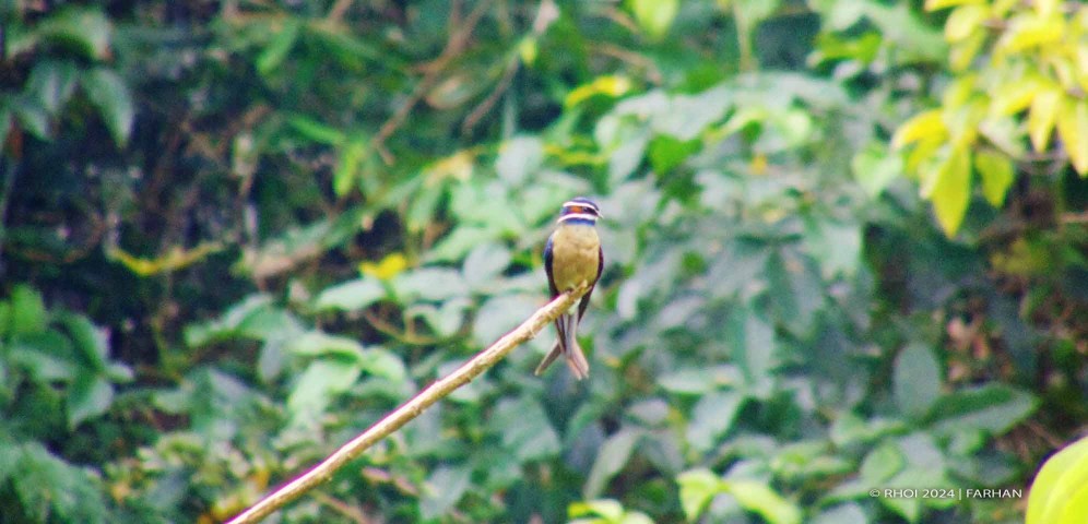 Hutan Dipterokarpa (Kredit foto: Farhan)