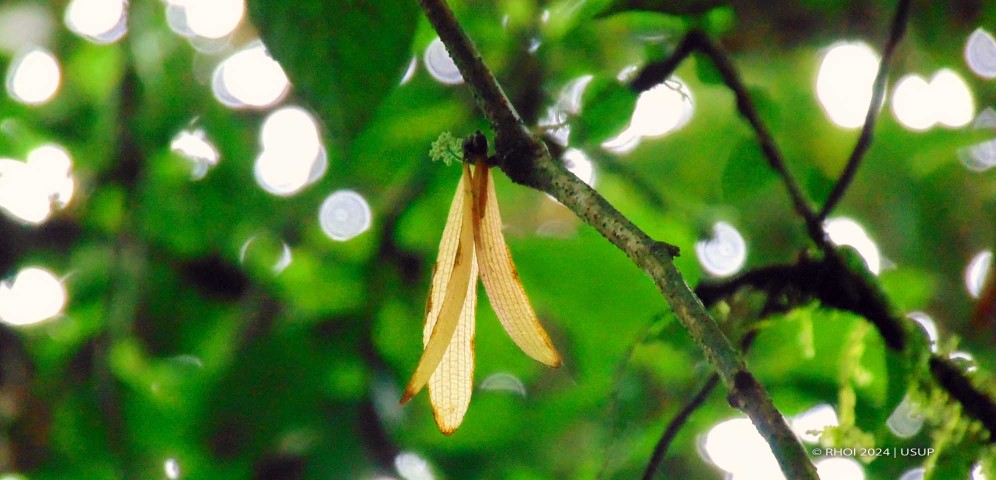Hutan Dipterokarpa (Kredit foto: Usup)