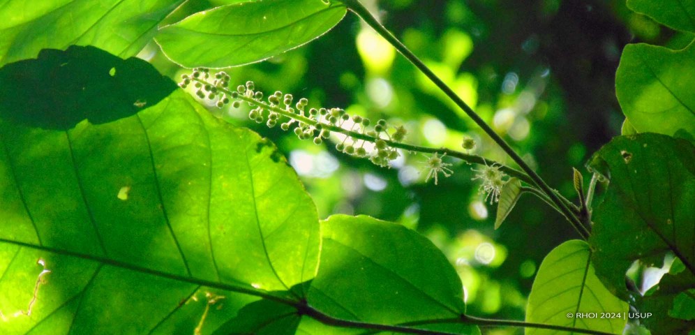 Hutan Dipterokarpa (Kredit foto: Usup)