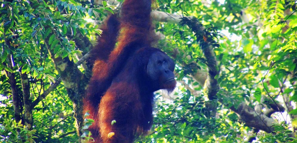 Hutan Dipterokarpa (Kredit foto: Usup)