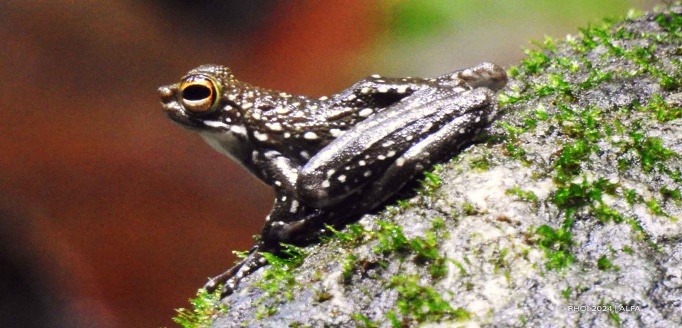 Hutan Dipterokarpa (Kredit foto: Alfa)