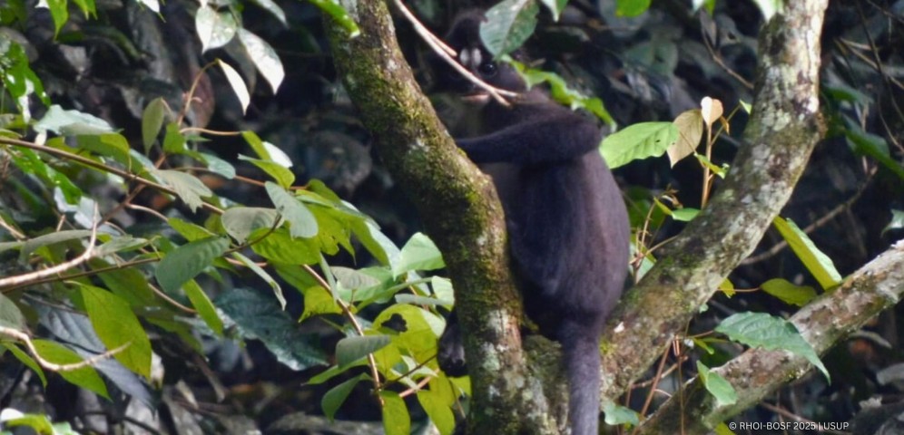 Lutung Dahi Putih atau Presbytis frontata (Kredit foto: Usup)