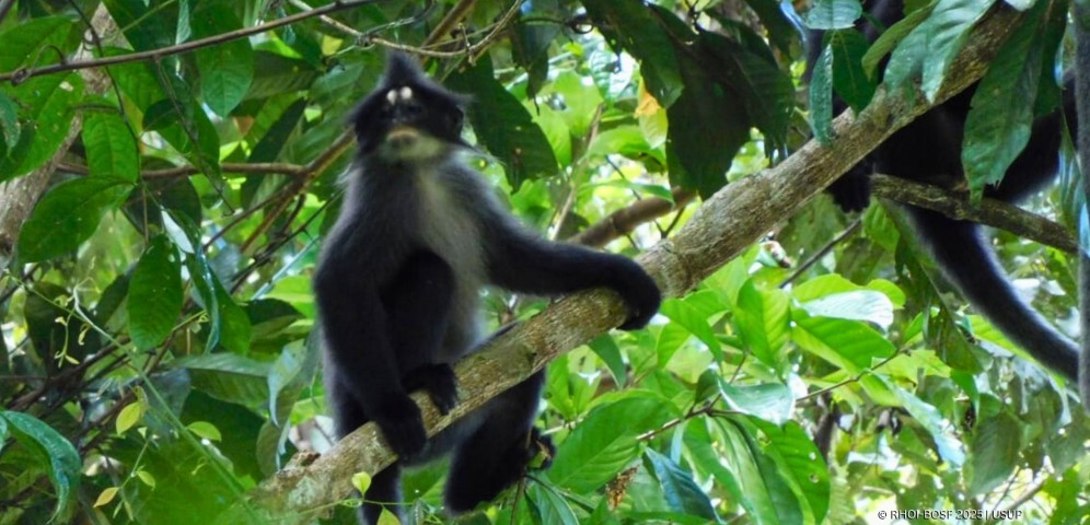 Lutung Dahi Putih atau Presbytis frontata (Kredit foto: Usup)