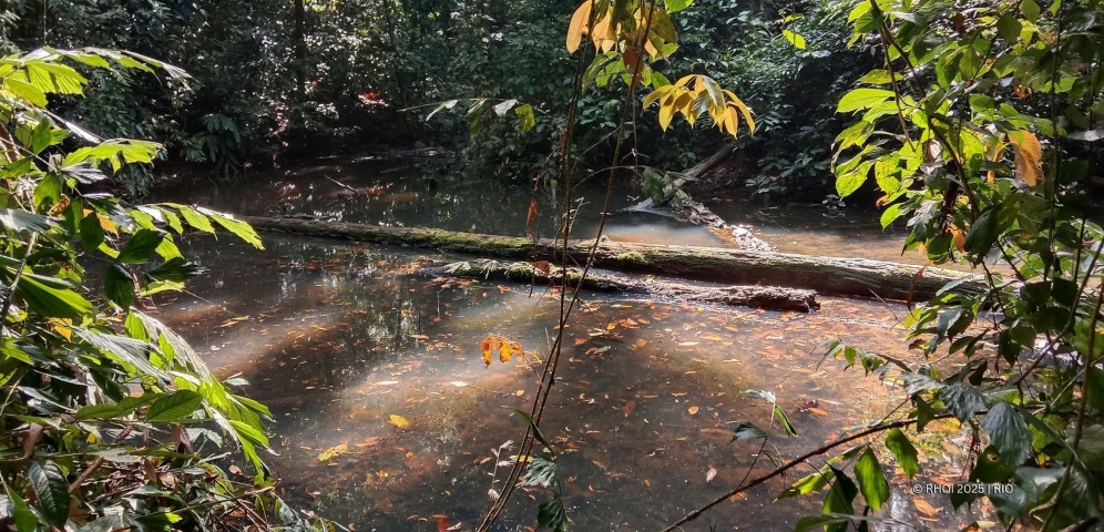 Peran Ganda Embung bagi Hutan Kehje Sewen (Kredit foto: Rio)