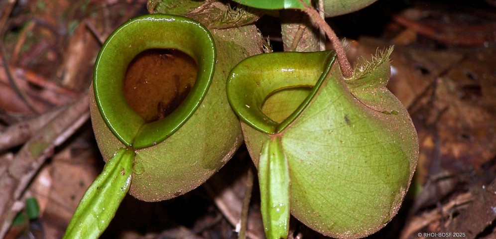 Nepenthes ampullaria (Kredit foto: BOSF 2025)