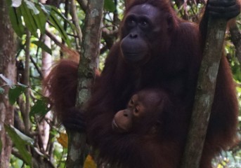 Orangutans Habitat