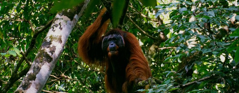 Orangutans